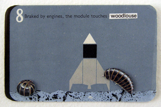 08 woodlouse