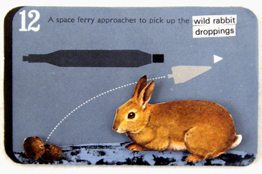 12 wild rabbit droppings