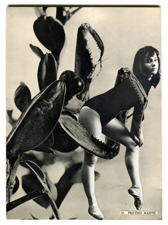 LucyDyson_PrayingMantis2012